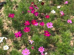 -天津东丽湖风景区