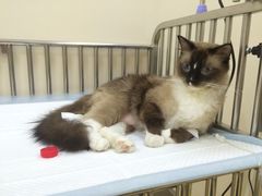 -芭比堂动物医院·犬猫全科·异宠专科(雁塔分院)