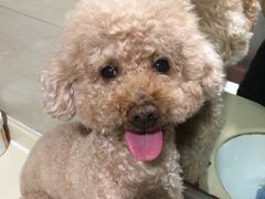 -芭比堂动物医院广州顽皮分院