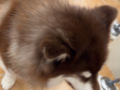 -Let's go狗咖·猫咖·奶狗·桌游(春熙路IFS店)