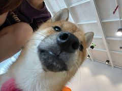 -南京Hallo宠物乐园·哈罗犬舍·柴犬繁育基地