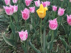 -洛阳郁金香牡丹园