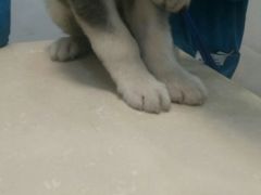 -菲丽丝宠物医院·24小时·猫科中心·免疫点(淮海分院)