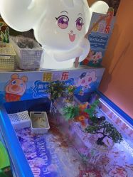 -卡通尼·Safari非洲探索乐园·生日会(金桥国际商业广场店)