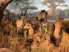 -陕西自然博物馆