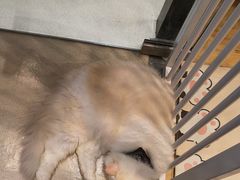 -藏猫猫咖啡主题馆(中央大道店)