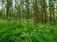 -塞罕坝国家级自然保护区