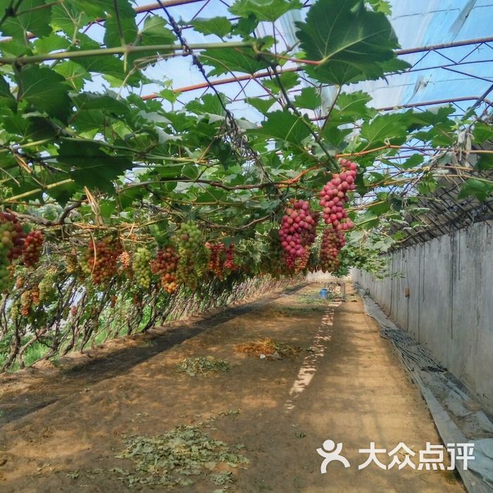 小沈草莓葡萄采摘园图片-北京采摘/农家乐-大众点评网