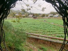 -红山村