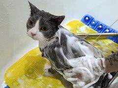 -momokira米努特·德文卷毛猫·棉花面纱犬
