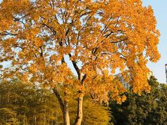 -浙江农林大学(东湖校区)