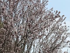 -梁鸿国家湿地公园