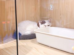 -屋虎猫馆(宝安大仟里店)