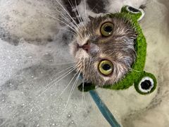 -PETKIT小佩宠物(昭化店)