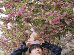 -皇冠幸福里动物奶油生日蛋糕(光谷软件园店)