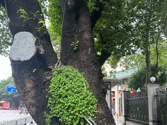 -广州中山纪念堂