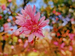 -南汇桃花村