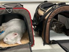 -纳吉亚猫专科动物诊疗中心(蒋宅口分院)