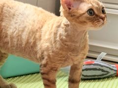 -momokira米努特·德文卷毛猫·棉花面纱犬