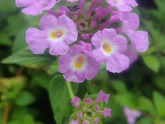 -普陀山风景区-佛顶山
