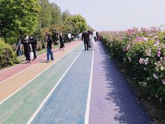-贡湖湾湿地公园