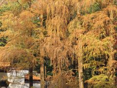 -深圳仙湖植物园