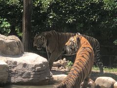 -上海野生动物园老虎餐厅