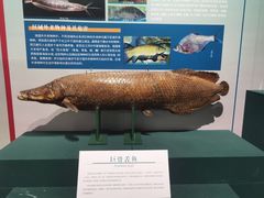 -浙江自然博物院(杭州馆)