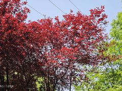 -铁山坪森林公园