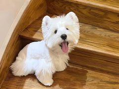 -萌宠之家·腊肠犬·马尔泰·小体犬舍