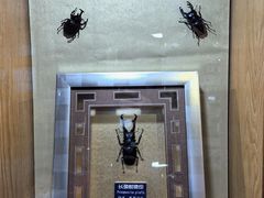 -上海大自然野生昆虫馆(东方明珠·爬宠昆虫探索中心)