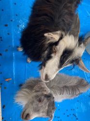 -萌宠亲子动物乐园(槐房万达店)