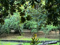 -上海共青森林公园