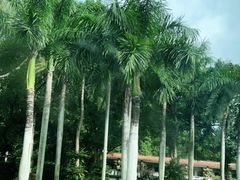 -深圳仙湖植物园