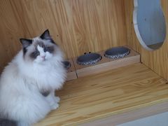-鼓捣猫呢主题猫咖店