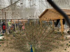 -长白岛森林公园