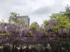 -嘉定紫藤园