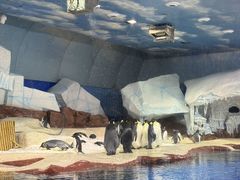 -海合安武汉极地海洋公园