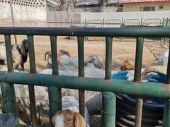 -保定市动物园