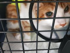 -伟伟宠物医院·CT影像中心·瑞派犬猫综合性门诊(汉口总院)
