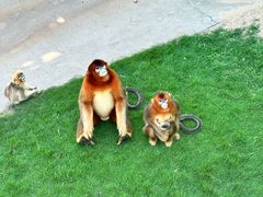 -西霞口神雕山野生动物世界