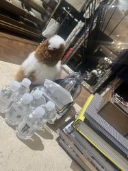 -LDIAMON西服定制(温州店)