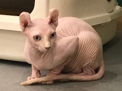 -飞行喵MR PILOT|猫舍·猫咖(静安大融城店)