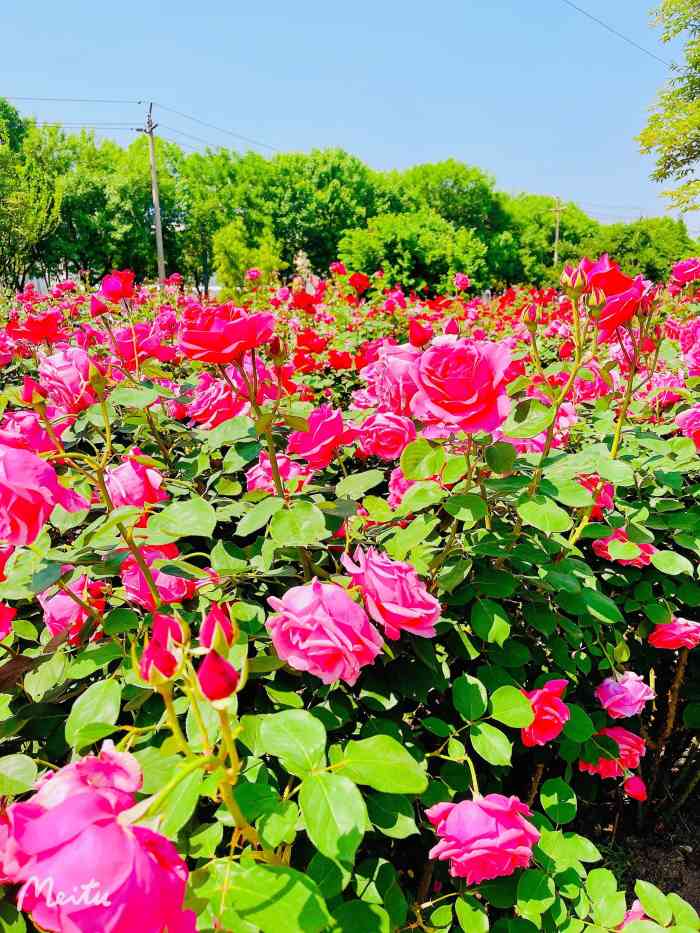 和闺蜜驱车来到芊卉园一小时