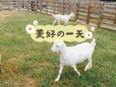 -前小桔亲子创意农场·草莓采摘·露营烧烤