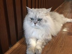 -猫友咖啡店(玉林西路店)