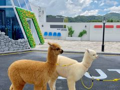 超级可爱的羊驼-Blue Concept Cafe&Farm·關於藍