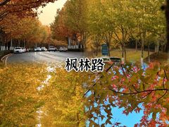 -合肥滨湖国家森林公园