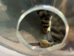 -纳吉亚猫专科动物医院·北北分院