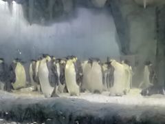 -珠海横琴长隆《卡卡虎奇遇记》